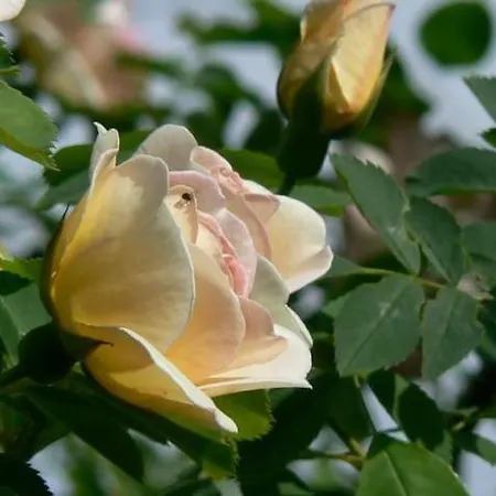 Проживание в семье Roz W Miedzygorzu Мендзыгуже