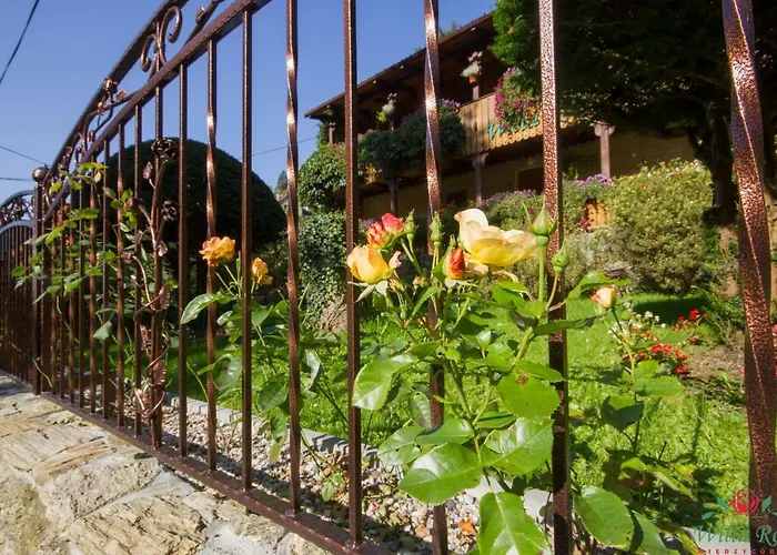 Roz W Miedzygorzu Międzygórze