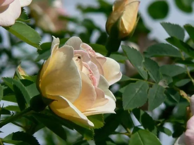 Privat bolig Roz W Miedzygorzu Międzygórze